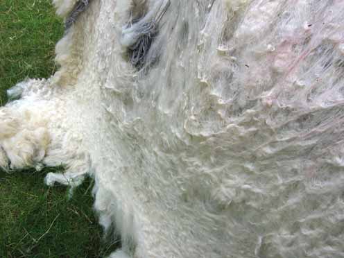 Hinchee-Hung-Boulder04