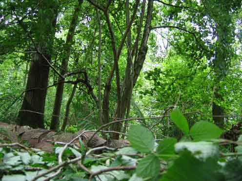 Hinchee Hung Brash WIP1