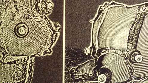 Hinchee Hung Brought-to-light01