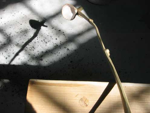 Hinchee Hung cutlery-Shell spoon