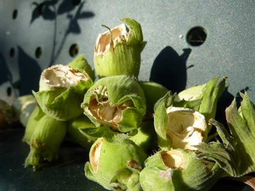 Hinchee Hung protecting her cob nuts