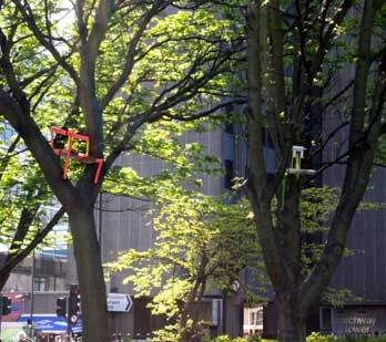 Hinchee Hung Flock#101