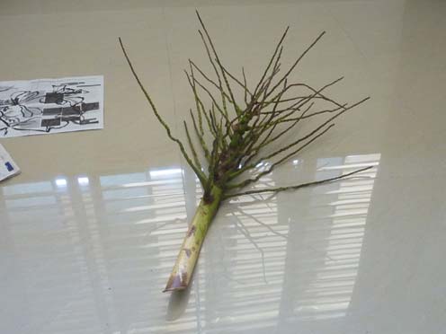 Hinchee-Hung-KL-drawing-material