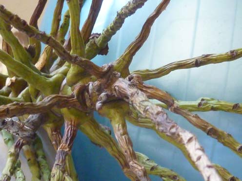 Hinchee-Hung-KL-drawing-material02