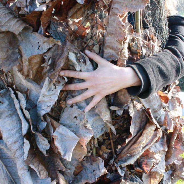 Hinchee-Hung-Leaf-catcher#2