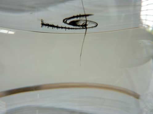 Hinchee-Hung-pigment02