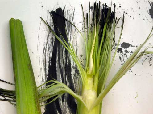 Hinchee Hung ink drawings