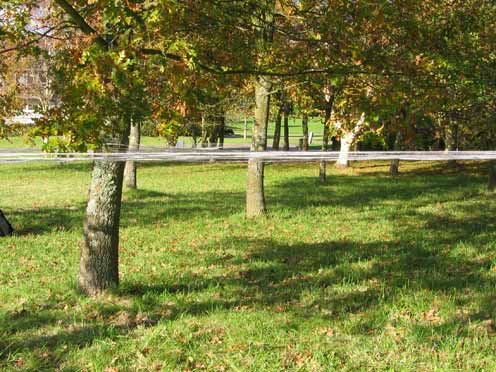 Hinchee Hung Leafcatcher103