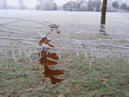 Hinchee Hung Leafcatcher107