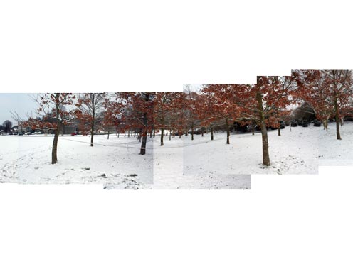 Hinchee Hung Leafcatcher1