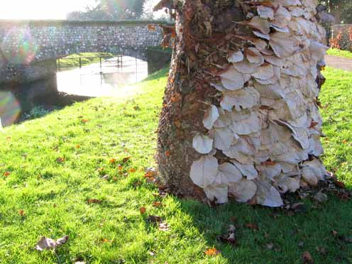 Hinchee Hung Leafcatcher202