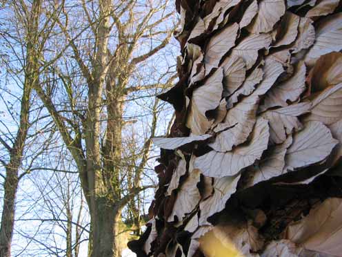 Hinchee Hung Leafcatcher203