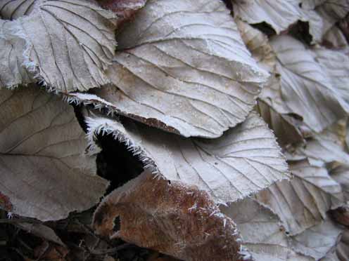 Hinchee Hung Leafcatcher204