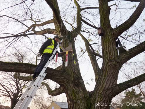 Lookout-artist-in-tree