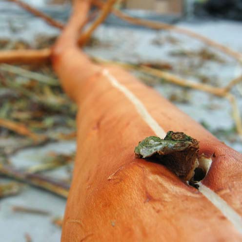 Hinchee Hung strip the tree