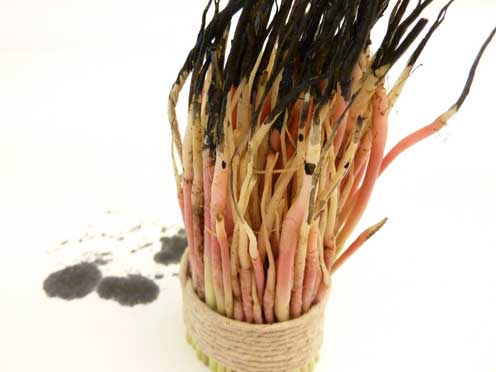 Hinchee Hung experiment spinach brush