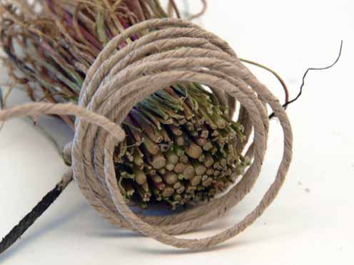 Hinchee Hung experiment spinach brush