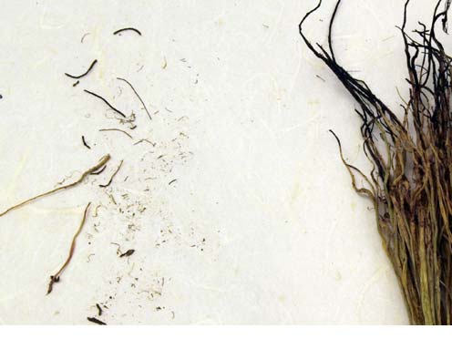 Hinchee Hung experiment spinach brush