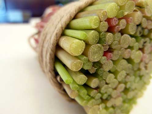 Hinchee Hung experiment spinach brush