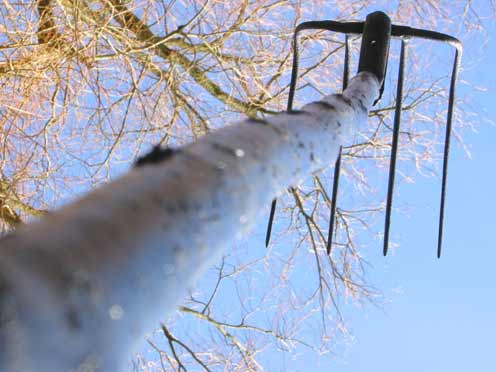 Hinchee-Hung-In-trap-formation4